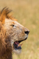 Poster - Male Lion with a mane and a open mouth