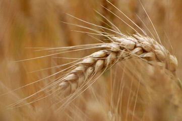 golden wheat field in summer