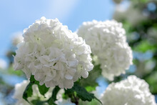 Decorative Bush Viburnum Buldenezh With White Flowers Close-up In The Form Of Snowballs In The Garden Against The Blue Sky.