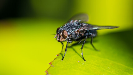 Wall Mural - Sunbathing Fly