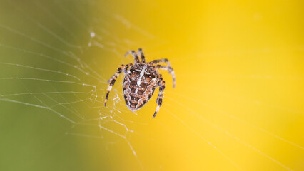 Wall Mural - Cross Spider