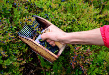 Collecting Blueberries In The Mountains With The Help Of A Combing Device In The Shape Of A Wooden Box With A Comb. The Comb Goes Through The Bushes And Collects The Berries In The Hopper.