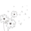 dandelion illustration background