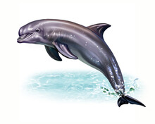 Dolphin, Delphinidae