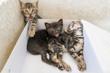 Wall Mural - new born kitten looking at camera. Kitten is in white box