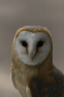 female Barn owl close up