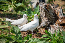 Pair Of White Turtledove In Forest