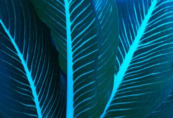  Dieffenbachia tropical leaf abstract background texture
