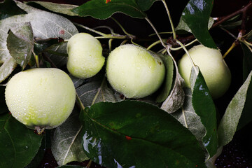 Wall Mural - ripe apples on a branch in the studio