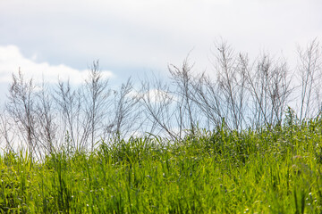 Wall Mural - Dry grass in the field against the sky.