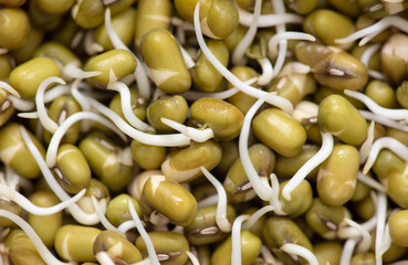 Sticker - Sprouted mung beans as background.