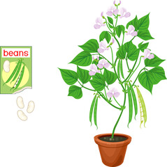 Poster - Bean plant with green fruits, leaves, flowers in flower pot and open sachet with seeds isolated on white background