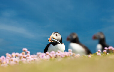 Atlantic puffin with a fish in the beak against blue sky