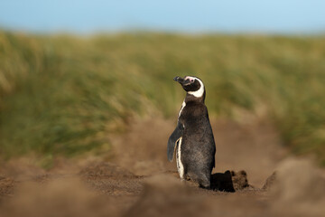 Wall Mural - magellanic penguin on the coastal area of the falkland islands