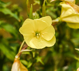 Wall Mural - Close-up of oenothera biennis, Enghien