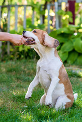 Wall Mural - Portrait of a cute beagle dog on a green lawn