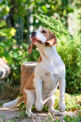 Wall Mural - Portrait of a cute beagle dog on a green lawn