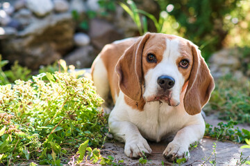 Wall Mural - Portrait of a cute beagle dog on a green lawn