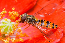 Hoverfly In Poppy Blossom