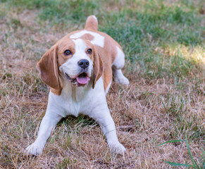 Wall Mural - Portrait of a cute beagle dog on a green lawn