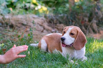 Wall Mural - Portrait of a cute beagle dog on a green lawn