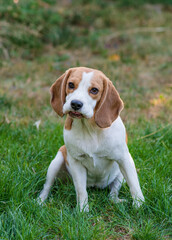 Wall Mural - Portrait of a cute beagle dog on a green lawn