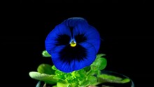 Time Lapse Of Opening Blue Pansy Flower (Viola Tricolor) Isolated On Black Background. Navy Blue Garden Pansy As Common European Wild Flower Blooming In Pot