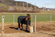 Brown Red Horse In The Box, Eating Oats, Brown Bucket, Blue Blanket Protects The Animal From Cold Weather And Annoying Insects, During The Day Without People
