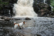 dog at the waterfall. Little brave jack russell terrier in nature on water