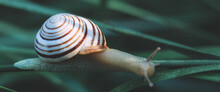 A Large Snail Crawls On The Grass With Dew Drops In A Summer Forest. Close-up Of A Garden Snail In A Shell Crawling Along A Dirt Road Towards Grass In A Dark Style, Soft Selective Focus. Photo Banner
