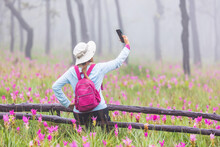 A Young Women Traveling To The Siam Tulip Blossom Field, Chaiyaphum Province, Thailand.