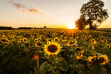 Pole słoneczników o zachodzie słońca
