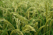 pole ryżowe w Europie