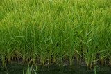 Fototapeta  - pole ryżowe w Europie