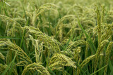 Fototapeta Krajobraz - pole ryżowe w Europie