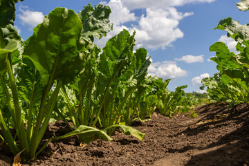 Wall Mural - Agricultural scenery of of sweet sugar beet field, with blue sky background. Selective focus.
