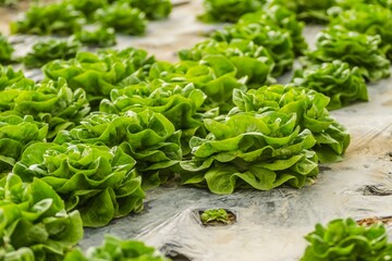 Closeup shot of young spring organic lettuce planted in a greenhouse