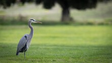 Great Blue Heron Standing On Green Grass