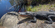 Adult Alligator with Baby Alligator