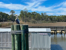 Pelican Sitting On Pilings In Front Of A Live Bait Sign