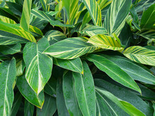 Rain Drenched Yellow-green Leaves Of Healthy Croton Plants In Garden., During Monsoon Season.