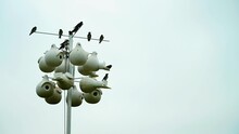 Grouping Of Purple Martin Birds Perched On A Raised Nesting House.