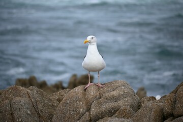 Wall Mural - Selective focus shot of adorable seagull resting on the rocks on Glass Beach shoreline in California