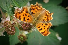 Closeup A Beautiful Orange Comma Butterfly, Polygonia C-album Sitting With Open Wings