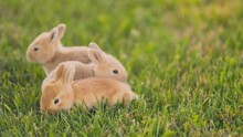 Small Rabbits Walk On A Green Lawn, Close-up
