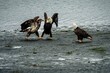 Beautiful shot of three young bald eagles taking charge
