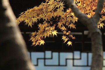 Closeup shot of a tree with yellow leaves in a garden