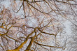 Landscape of trees in winter against a grey sky outside from below. Nature background of bare branches and leafless plants showing weblike pattern and canopy from below for wallpaper