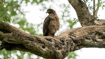 Poster - Crested serpent eagle (Spilornis cheela) perched on a branch