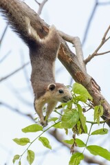 Wall Mural - Little squirrel were hung on the branches in a big forest